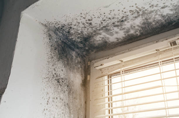 Affordable Mold Cleanup solutions in Warrenton, OR